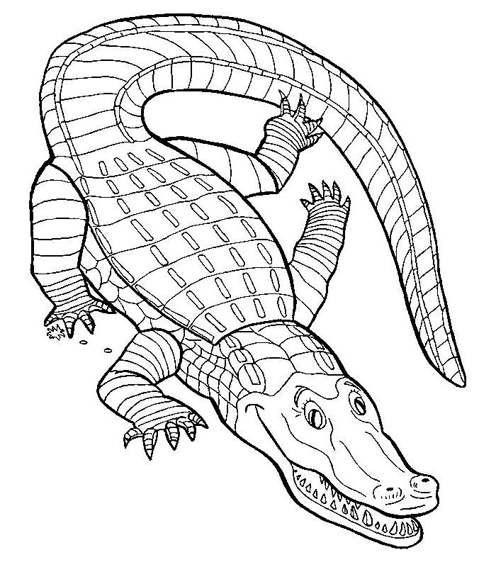 Jeux Coloriage Crocodile