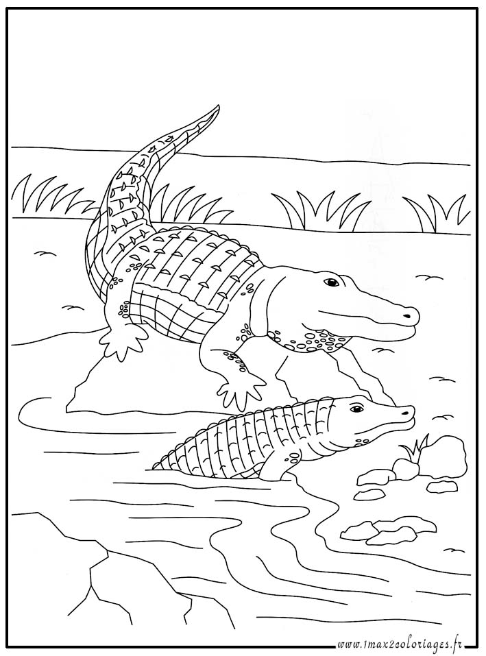 coloriage les crocodiles