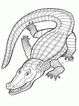 coloriage à dessiner tete crocodile