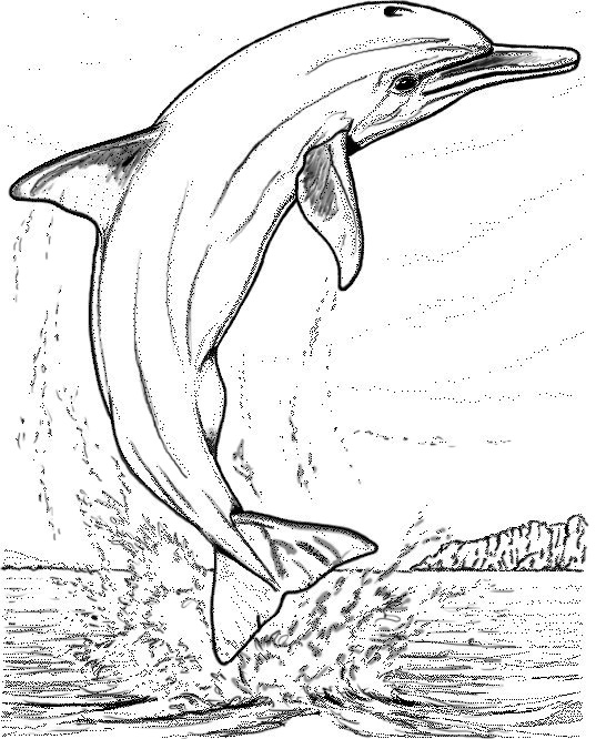 dessin à colorier d'un dauphin