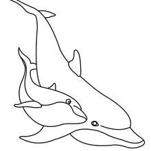 coloriage à dessiner à imprimer dauphin