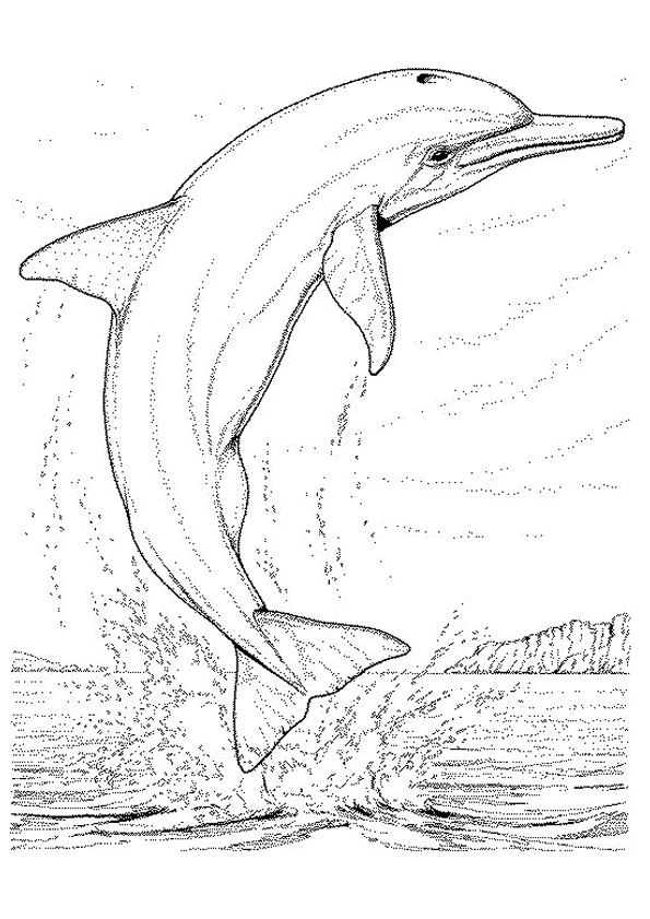 coloriage à dessiner bébé dauphin imprimer