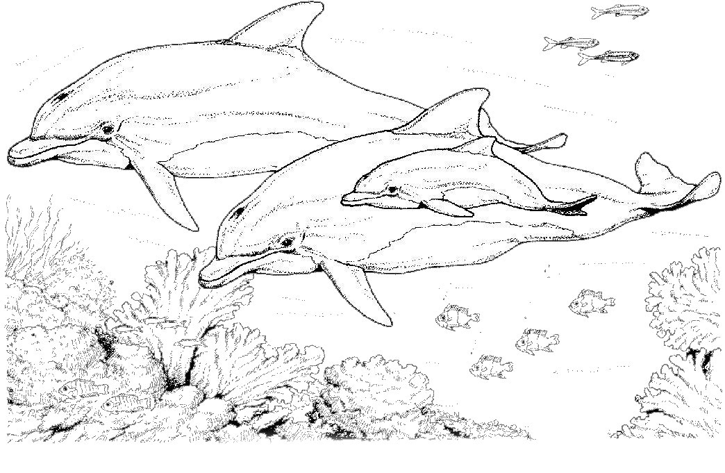 dessin � colorier a imprimer dauphin gratuit