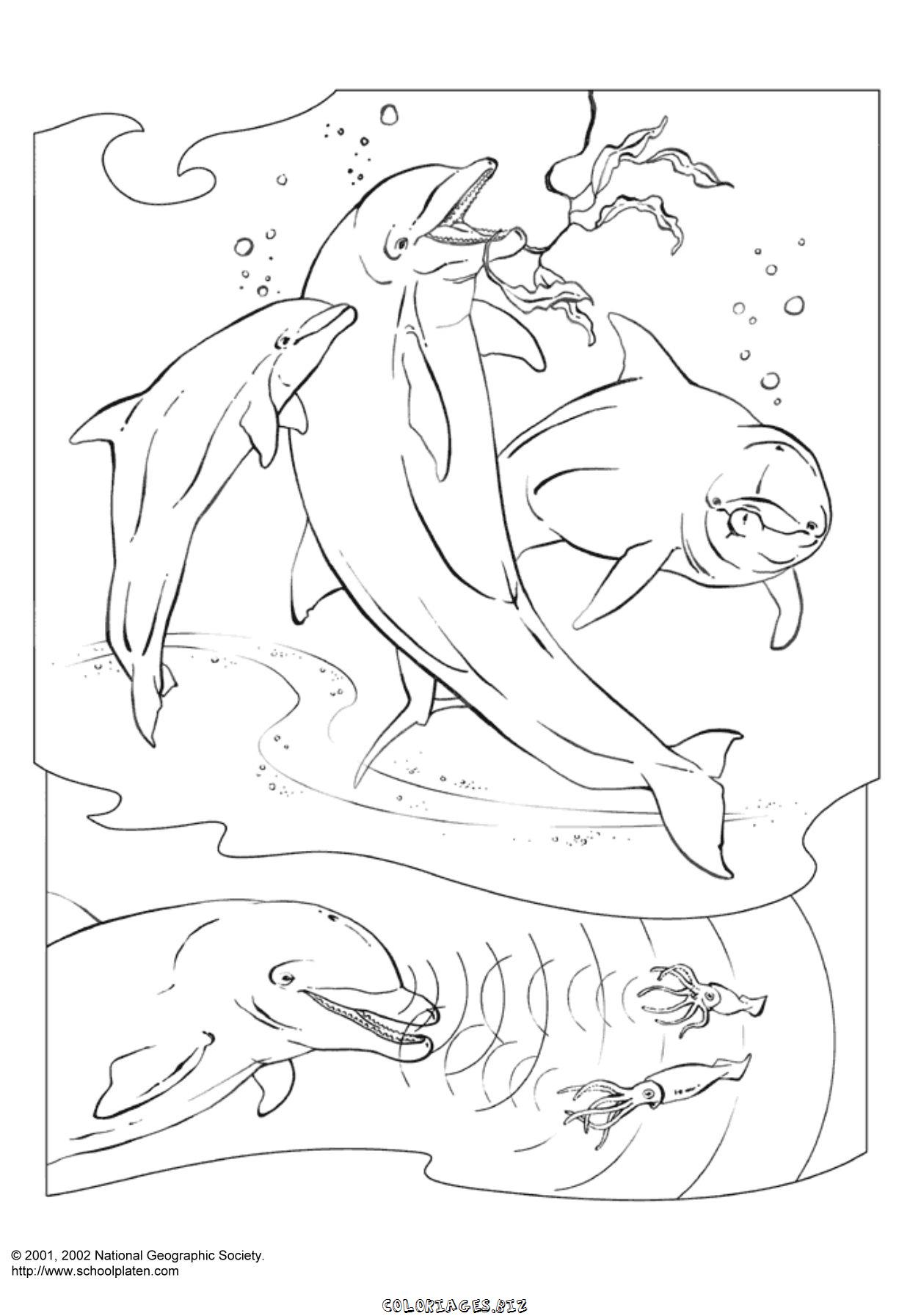 dessin à colorier dauphin sirene