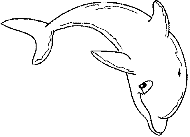 coloriage dauphin à imprimer