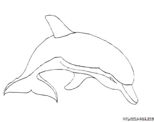 coloriage à dessiner magique dauphin gratuit