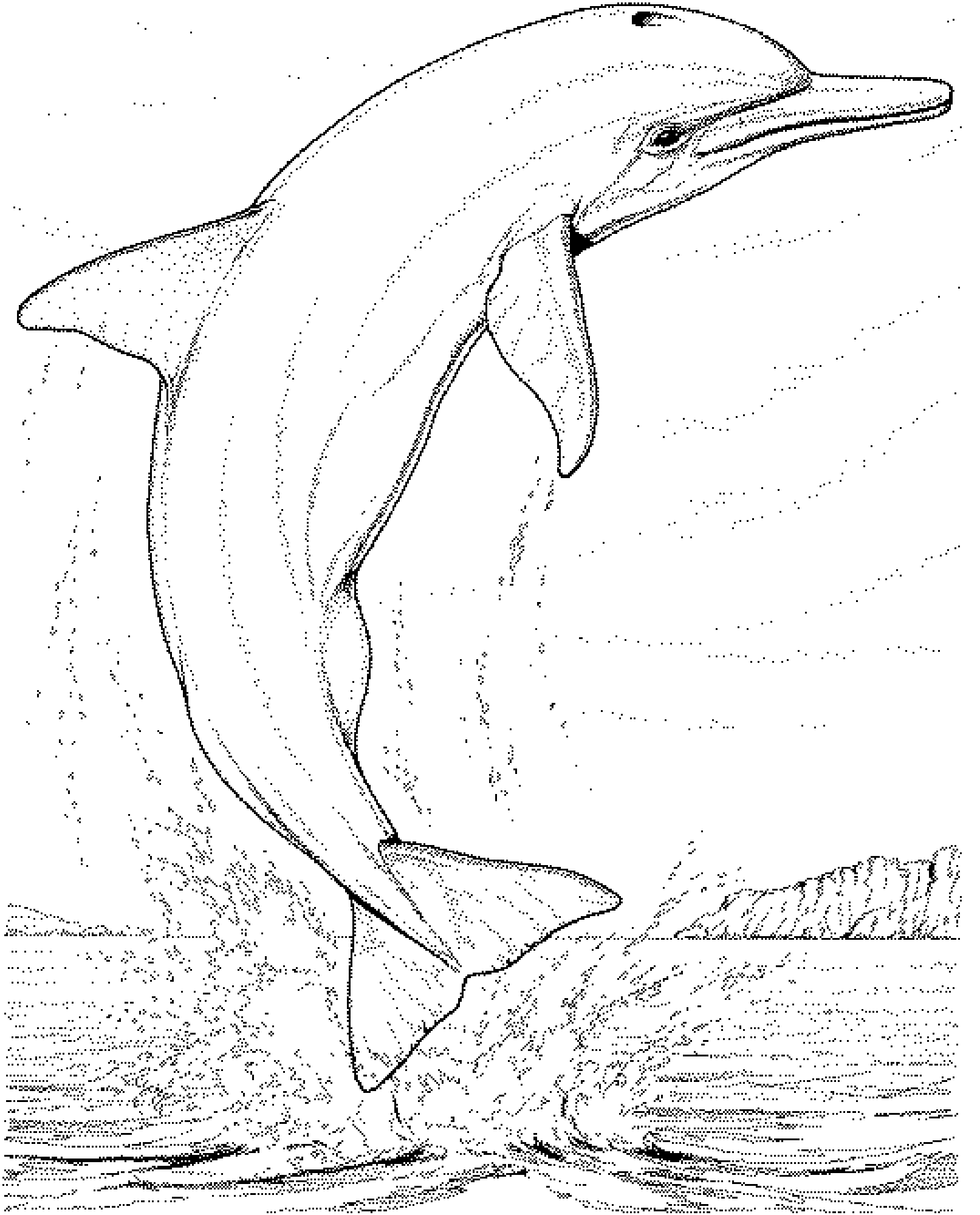 images de dauphins à imprimer  nounoubricabrac 