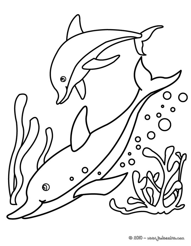 dessin dauphin à imprimer