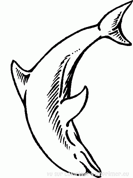 coloriage à dessiner dauphin coeur