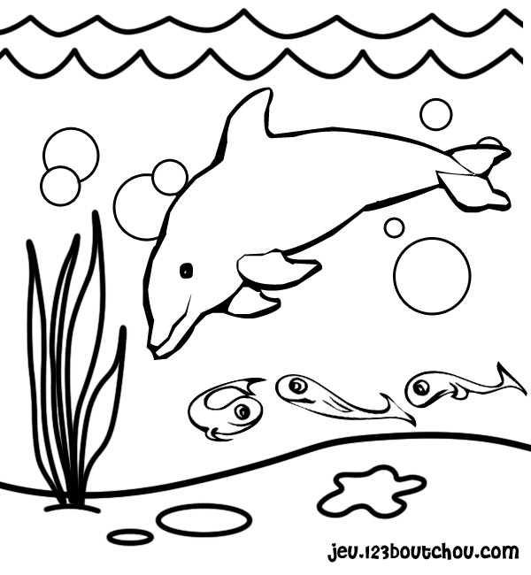 dessin � colorier dauphin a imprimer gratuit