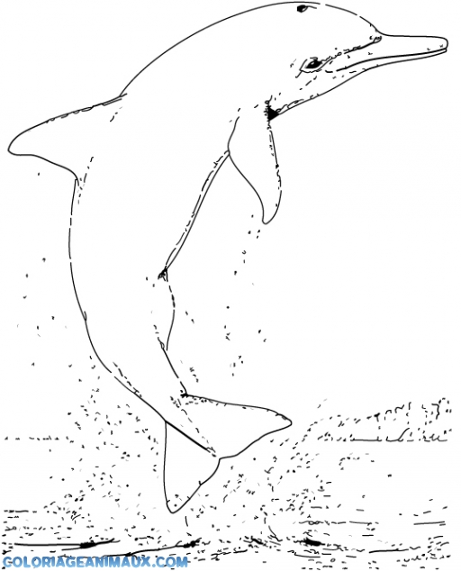 coloriage de dauphin sur hugo l'escargot