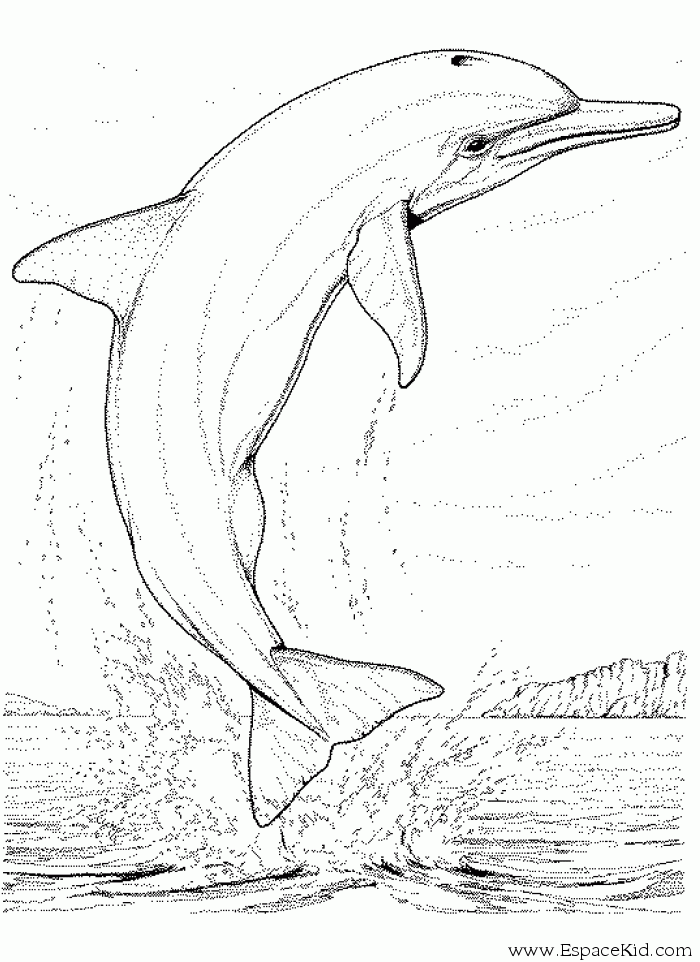 coloriage à dessiner dauphin sirene