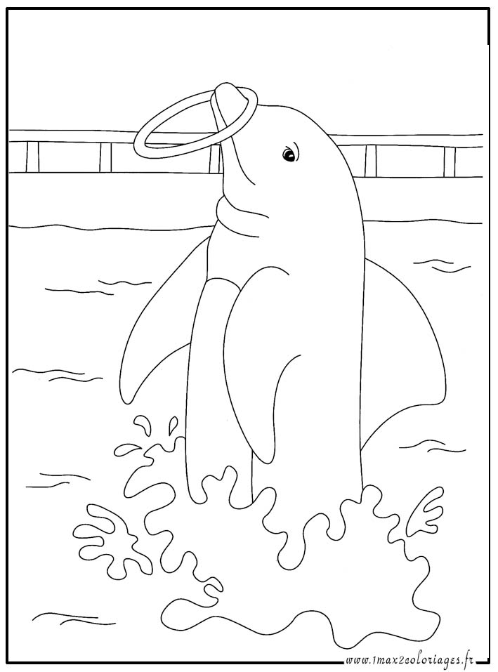 coloriage le dauphin