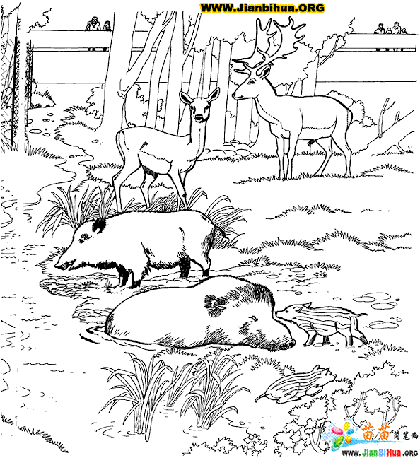 coloriage de chasse au sanglier