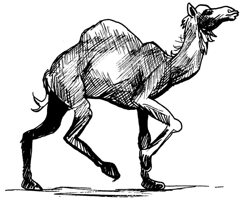dessin à colorier dromadaire chameau