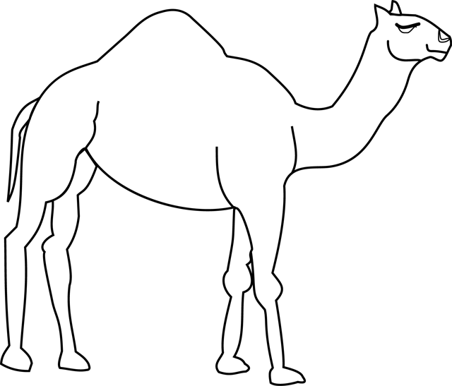 dessin dromadaire chameau