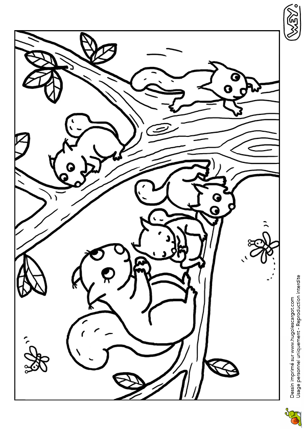 coloriage ecureuil automne