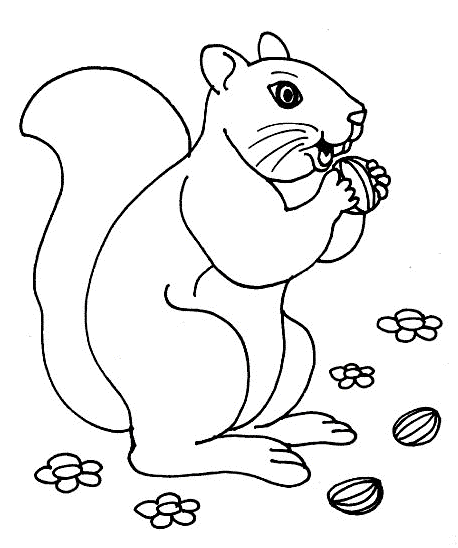 coloriage ecureuil noisette