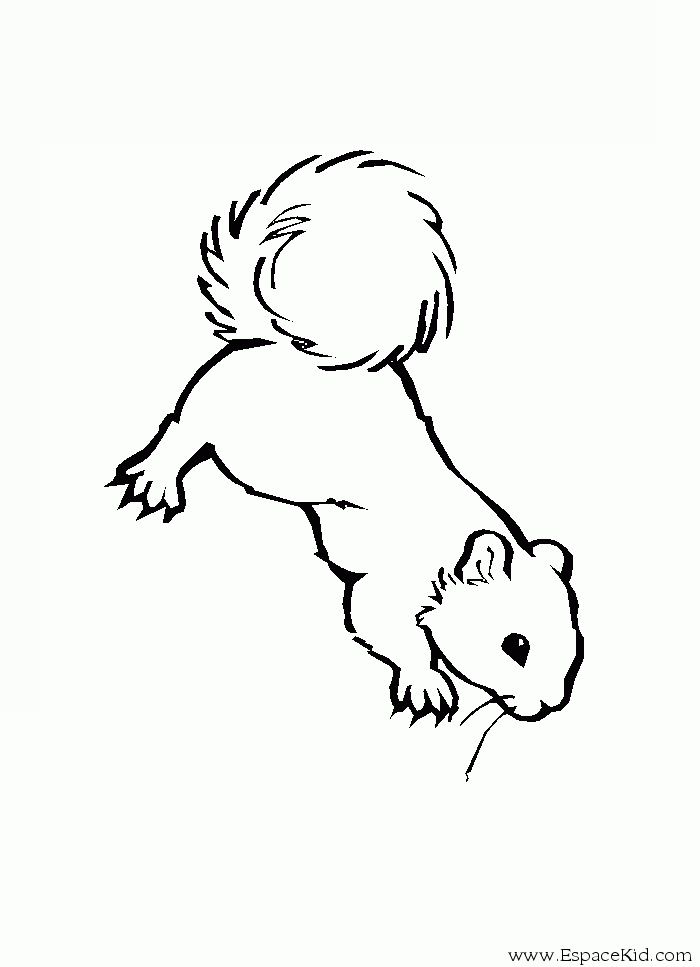 dessin � colorier pet shop ecureuil