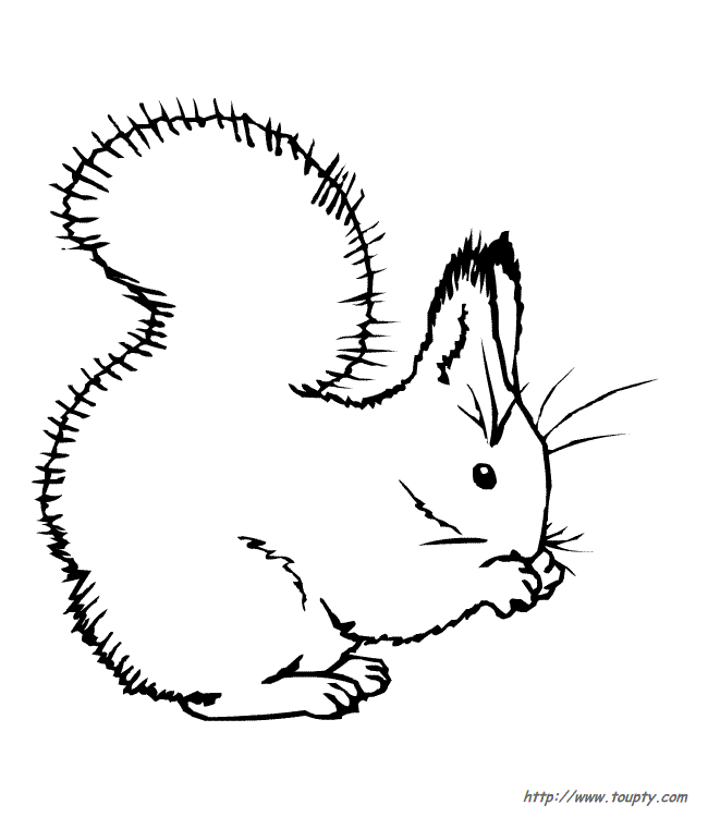 dessin à colorier bébé écureuil