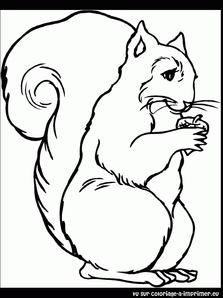 dessin écureuil dessin à colorier