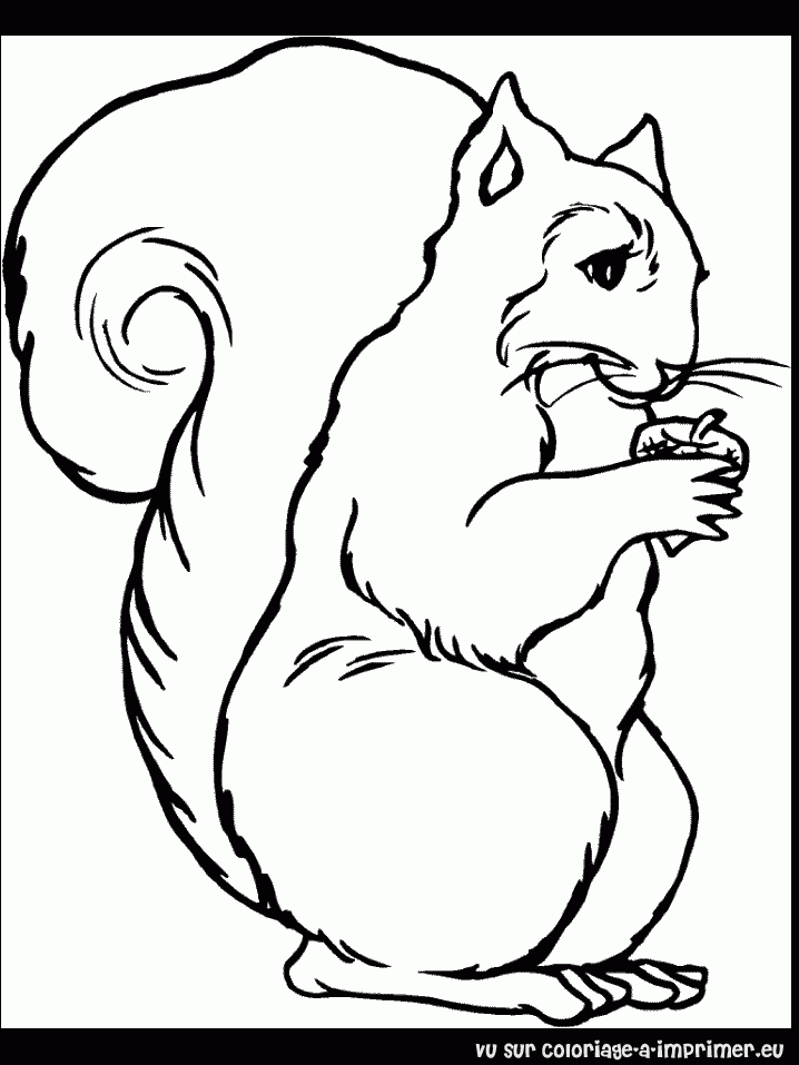 Coloriage Écureuil à colorier - Dessin à imprimer coloriage ecureuils