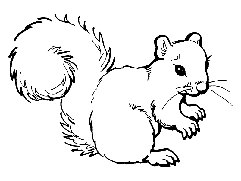 dessin d écureuil