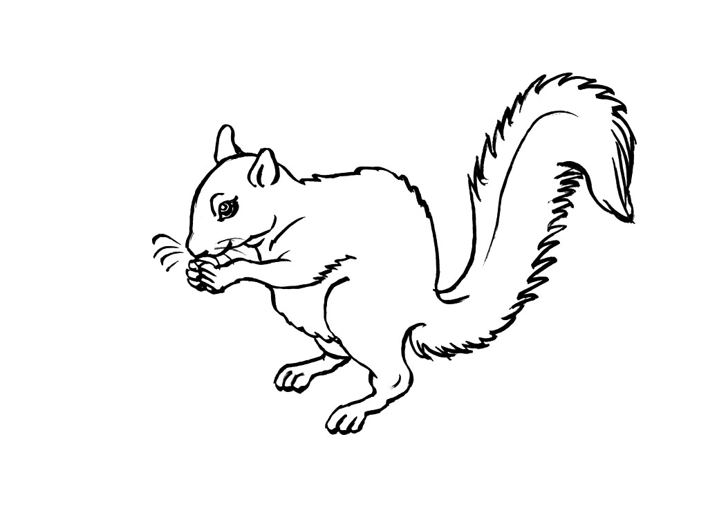 dessin à colorier ecureuil gratuit imprimer