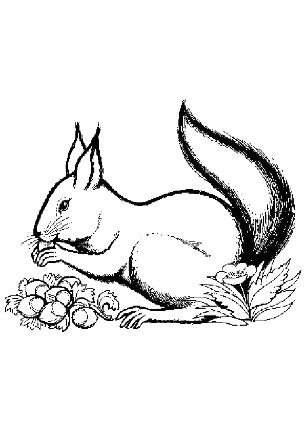 coloriage � dessiner pet shop ecureuil