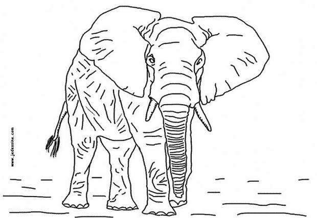 image à colorier elephant