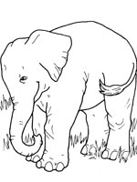 coloriage à dessiner magique elephant ce2
