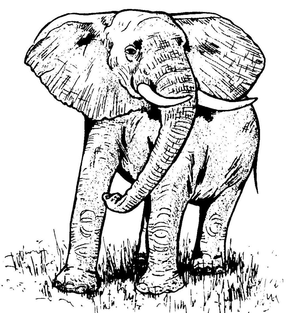 coloriage elephant cirque imprimer