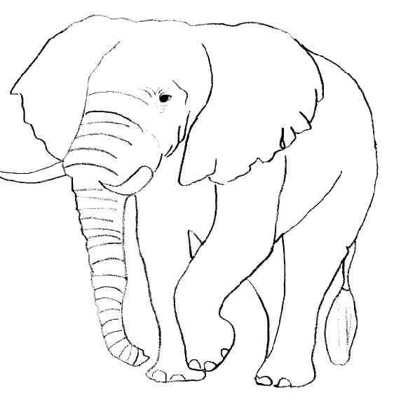 dessin à colorier bebe elephant