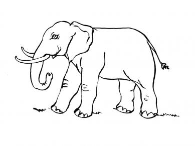 Coloriage à Dessiner A Imprimer Elephant Elmer