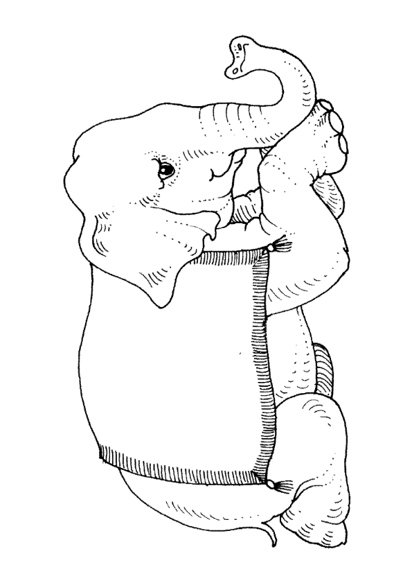 coloriage elephant d'inde