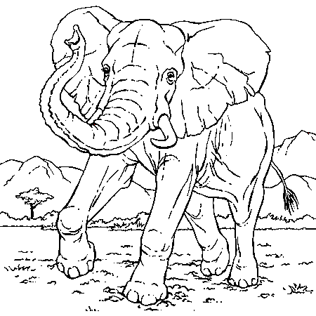 coloriage bebe elephant imprimer