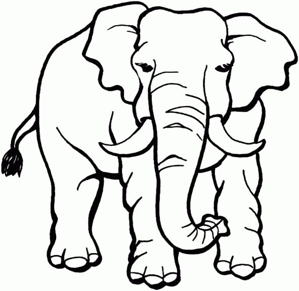 coloriage à dessiner elephant d'afrique