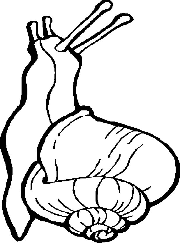 coloriage à dessiner l'escargot