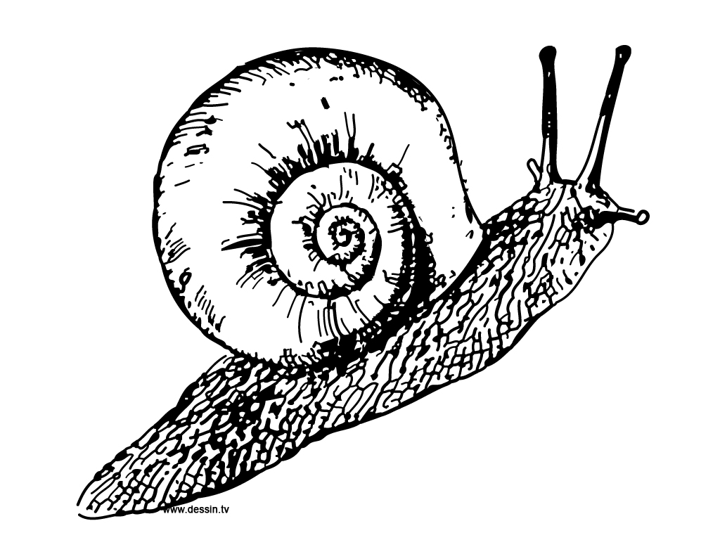 dessin à colorier hugo l'escargot fete des peres