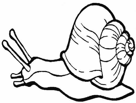 Coloriage Escargot De Mer Coloriage Escargot De Mer