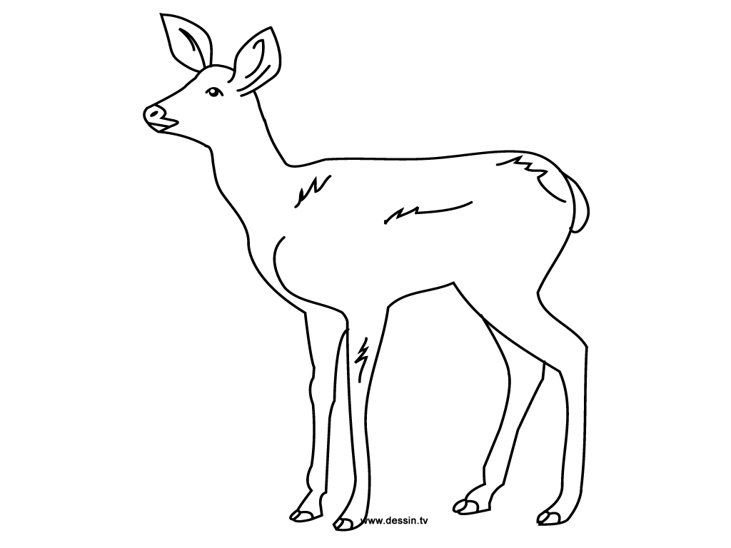 Voir le dessin