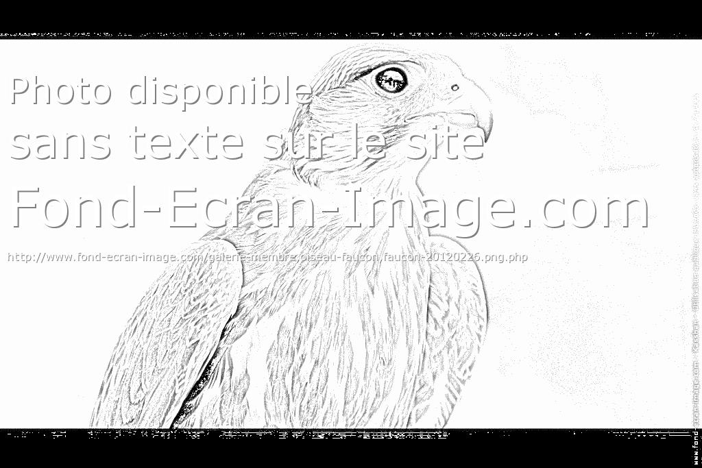 dessin  colorier faucon crecerelle