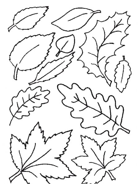 coloriage feuille