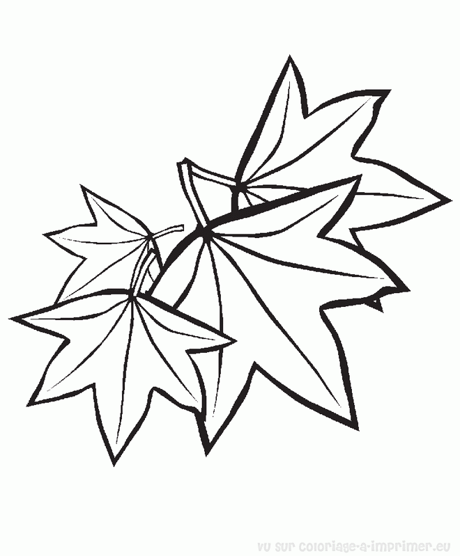 coloriage Ã dessiner feuille lierre