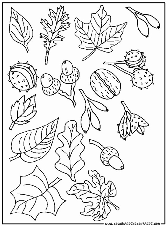 dessin en ligne feuille d'automne