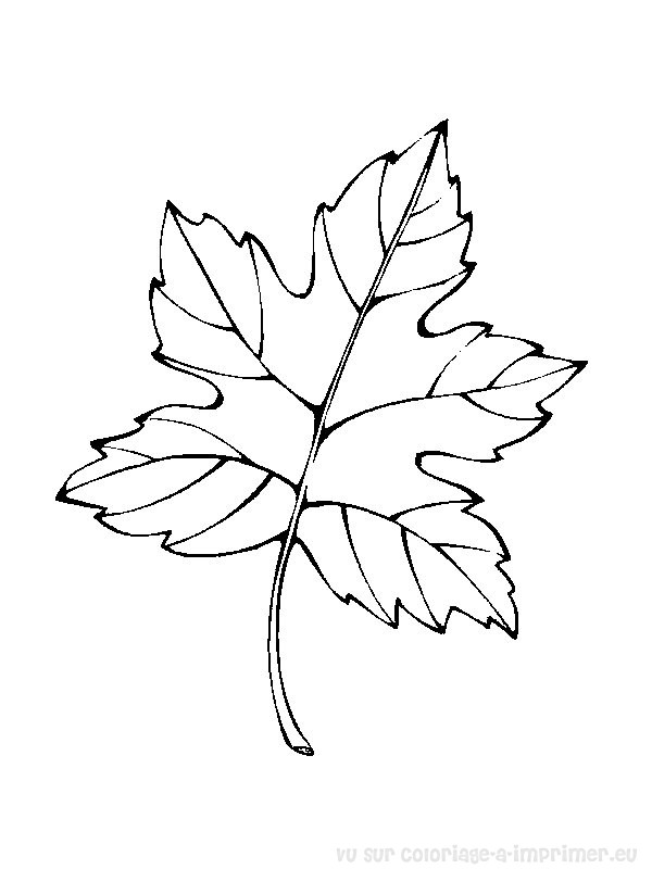 dessin  colorier arbre sans feuille