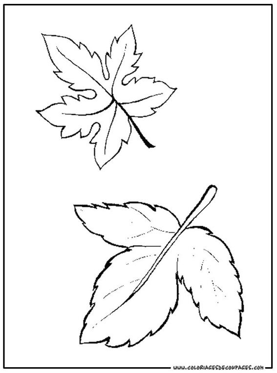 coloriage en ligne feuille morte