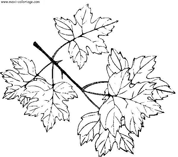 coloriage feuille papier