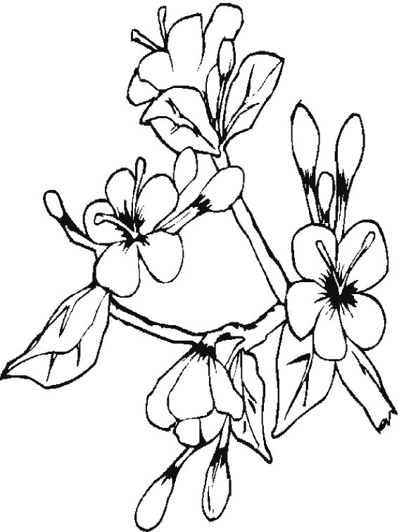 dessin à colorier fleur en ligne