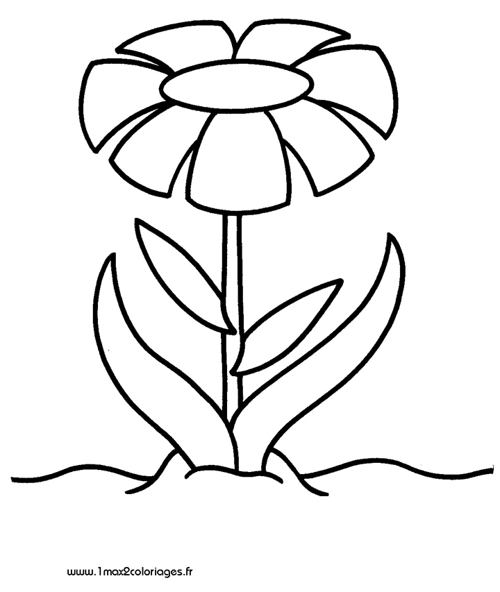 dessin à colorier fleur 5 pétales